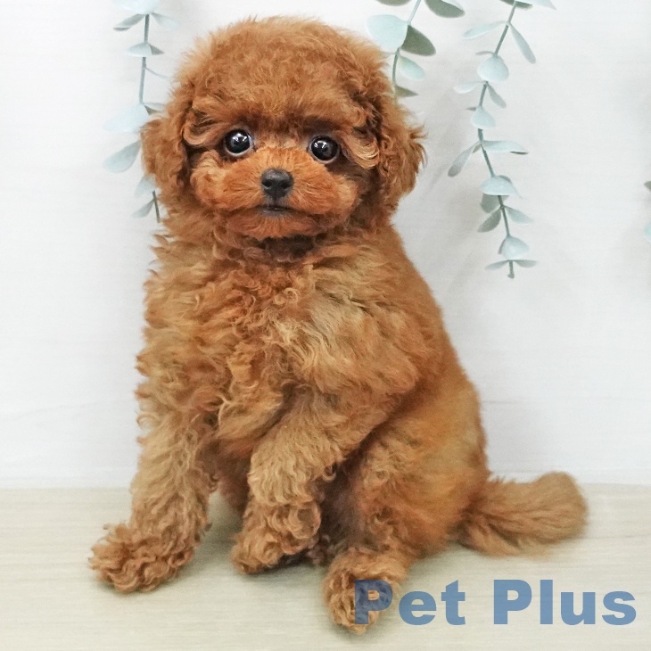 山梨県のトイプードル(トイ) (ペットプラス 甲府国母店/2026年1月26日生まれ/男の子/レッド)の子犬の2枚目の画像