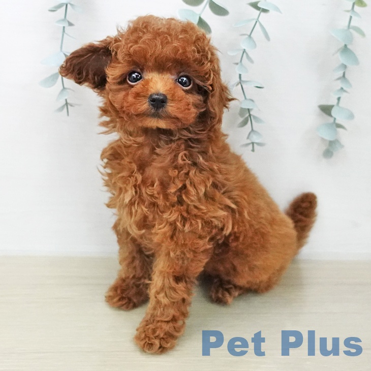東京都のトイプードル(トイ) (ペットプラス アクアシティお台場店/2026年1月26日生まれ/男の子/レッド)の子犬の1枚目の画像