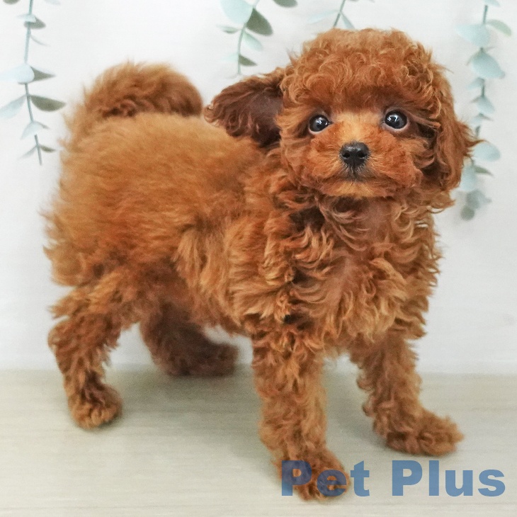 東京都のトイプードル(トイ) (ペットプラス アクアシティお台場店/2026年1月26日生まれ/男の子/レッド)の子犬の2枚目の画像