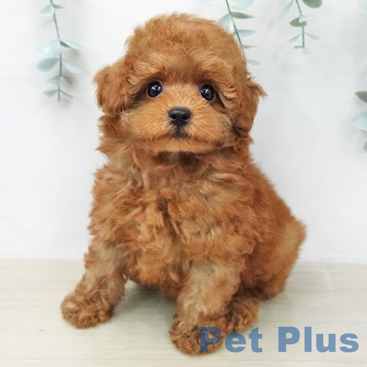神奈川県のトイプードル(トイ) (ペットプラス モザイクモール港北店/2026年1月28日生まれ/男の子/レッド)の子犬