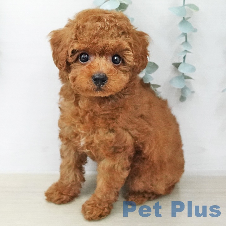 千葉県のトイプードル(トイ) (ペットプラス 幕張新都心店/2026年1月28日生まれ/女の子/レッド)の子犬の1枚目の画像