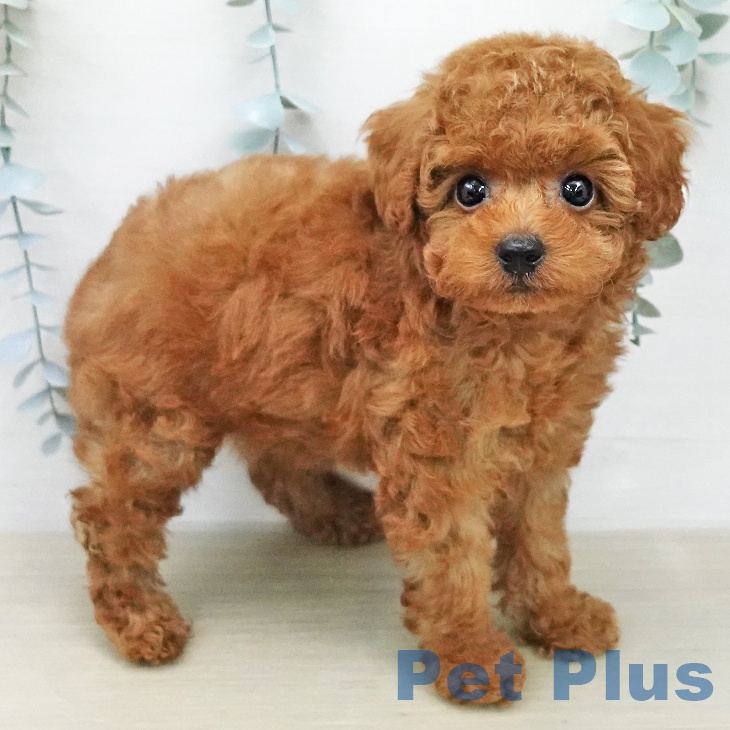千葉県のトイプードル(トイ) (ペットプラス 幕張新都心店/2026年1月28日生まれ/女の子/レッド)の子犬の2枚目の画像