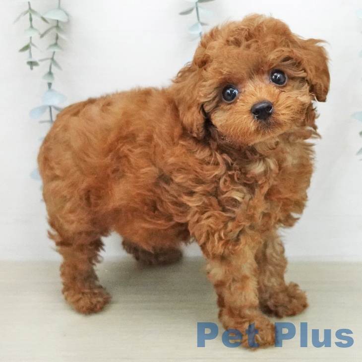 神奈川県のトイプードル(トイ) (ペットプラス モザイクモール港北店/2026年1月28日生まれ/女の子/レッド)の子犬