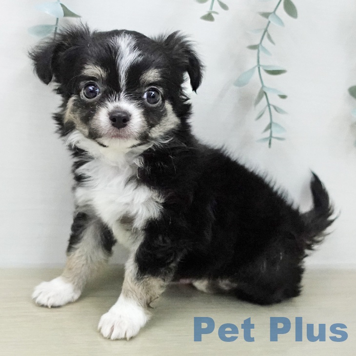 東京都のチワワ(ロング) (ペッツワン 南砂町SUNAMO店/2026年1月27日生まれ/男の子/ブラックタンホワイト)の子犬の1枚目の画像