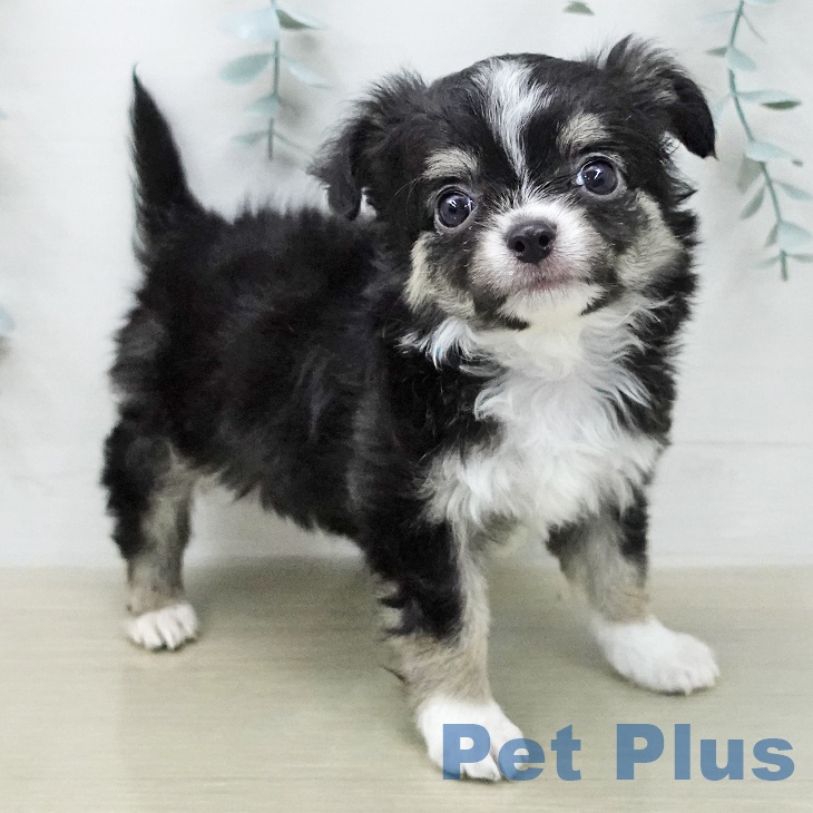 東京都のチワワ(ロング) (ペッツワン 南砂町SUNAMO店/2026年1月27日生まれ/男の子/ブラックタンホワイト)の子犬の2枚目の画像