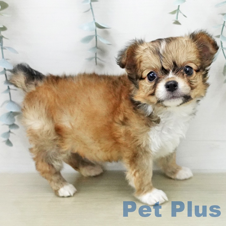 埼玉県のチワワ(ロング) (ペットプラス ピオニウォーク東松山店/2026年1月27日生まれ/男の子/フォーンホワイト)の子犬