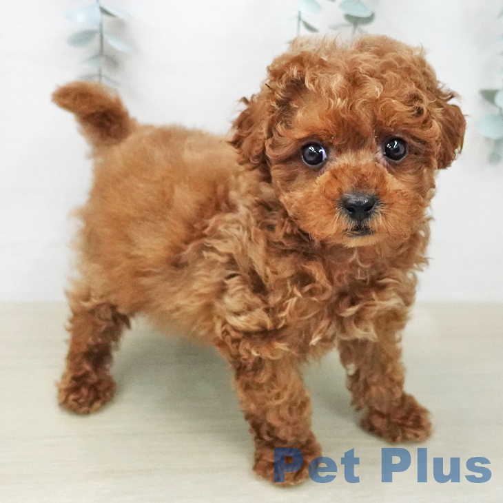 トイ・プードル