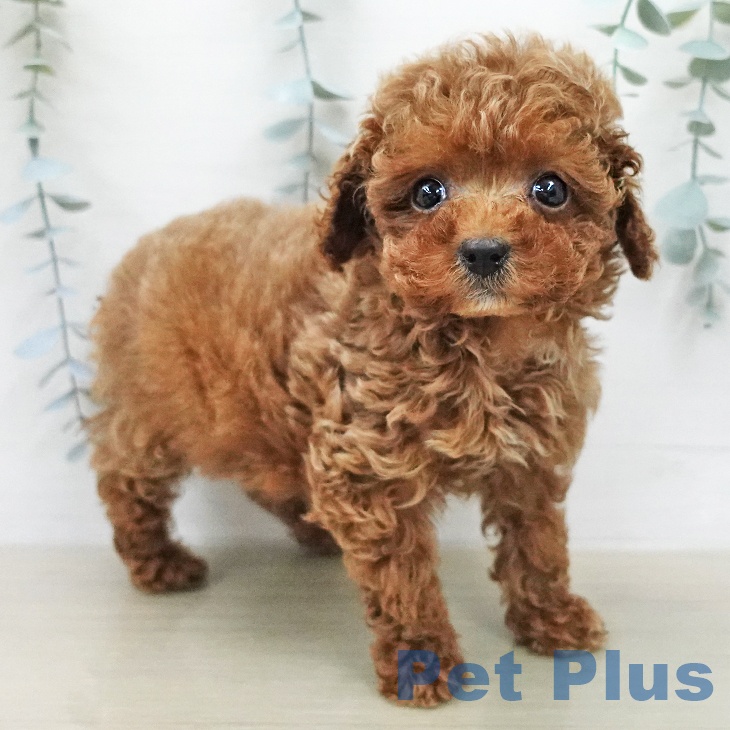 東京都のトイプードル(トイ) (ペットプラス 大井町トラックス店/2026年1月23日生まれ/女の子/レッド)の子犬の2枚目の画像