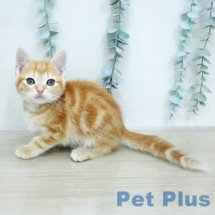 アメリカンショートヘア