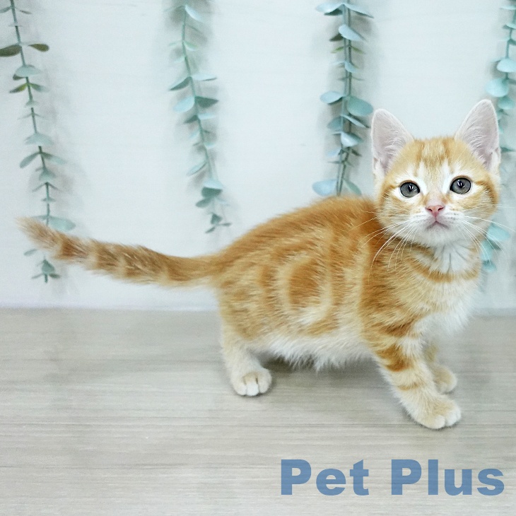 アメリカンショートヘアの写真2