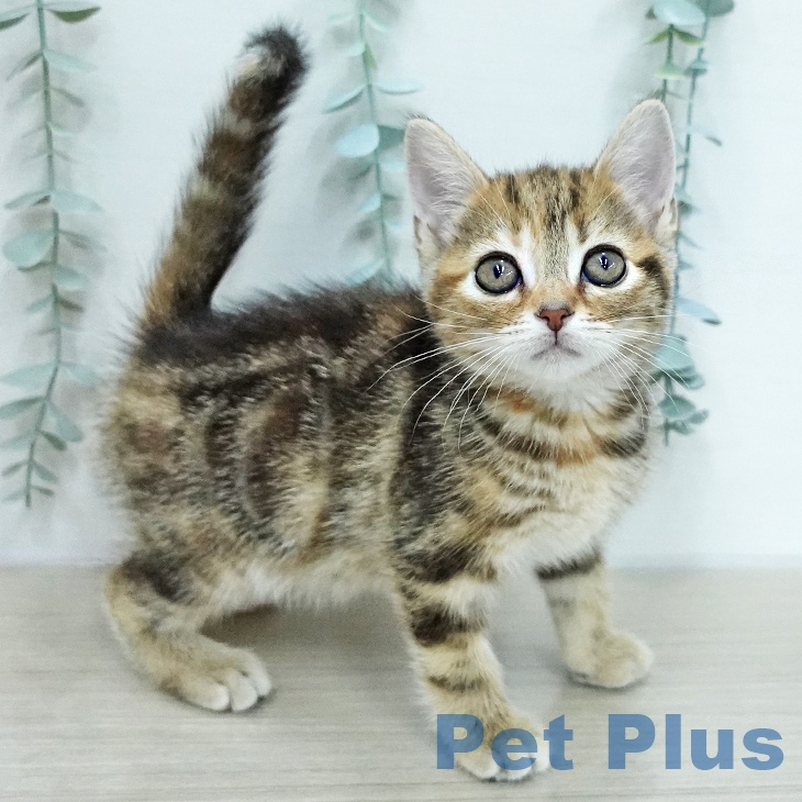 アメリカンショートヘア