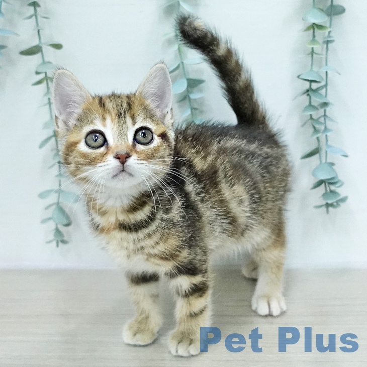 埼玉県のアメリカンショートヘアー (ペットプラス ららぽーと富士見店/2026年1月29日生まれ/女の子/ブラウンパッチドタビー)の子猫の2枚目の画像