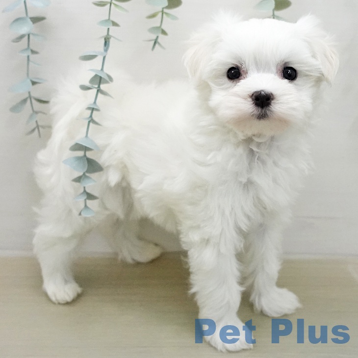 マルチーズの写真2