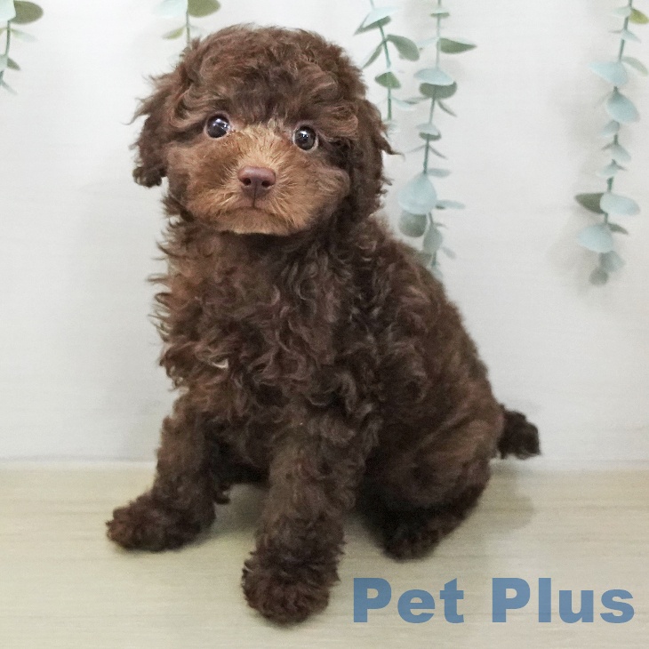 トイ・プードル