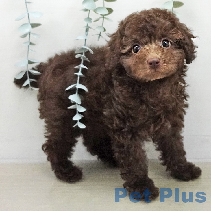 トイ・プードル