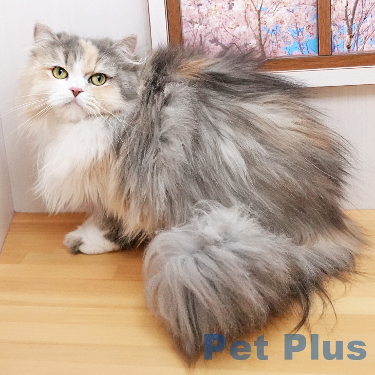 ペルシャ