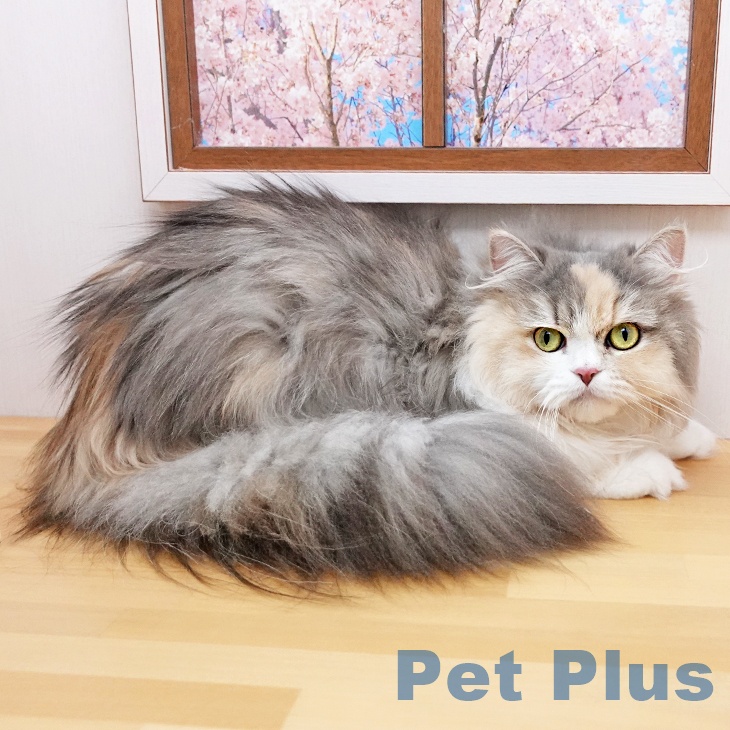 ペルシャの写真2