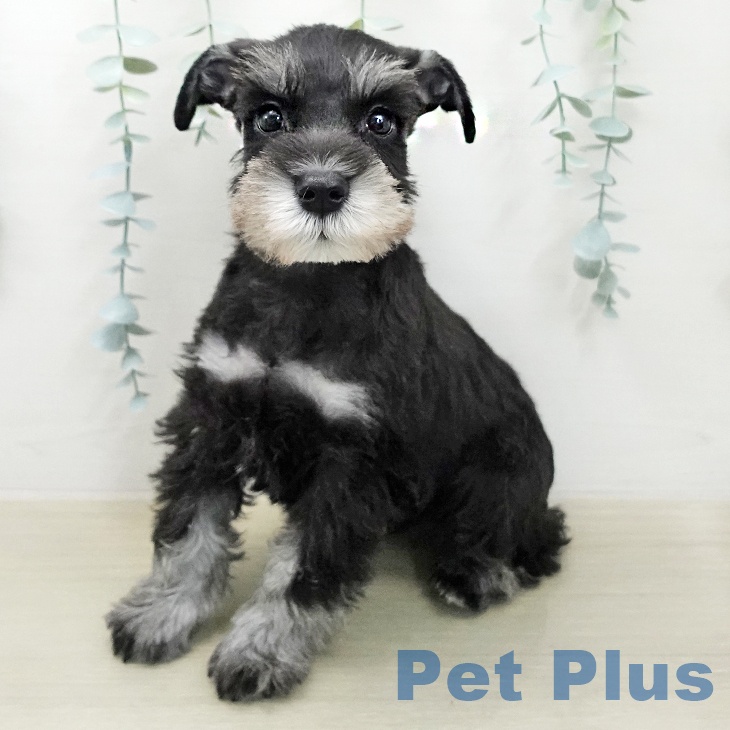 ミニチュア・シュナウザー