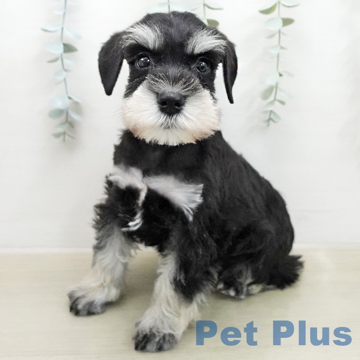 ミニチュア・シュナウザー