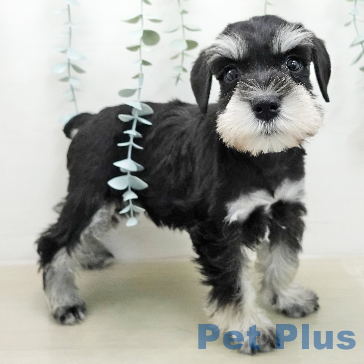 ミニチュア・シュナウザーの写真2