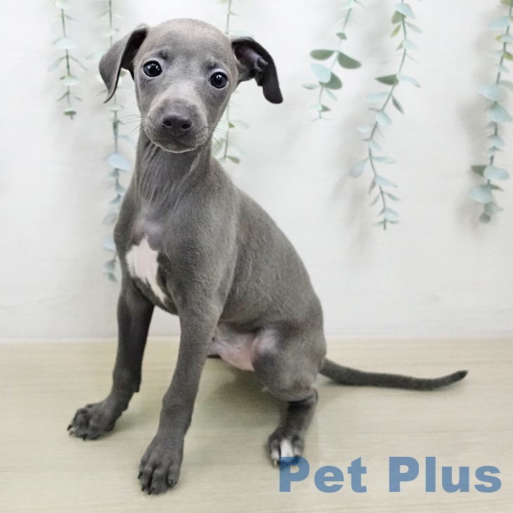 イタリアン・グレーハウンド