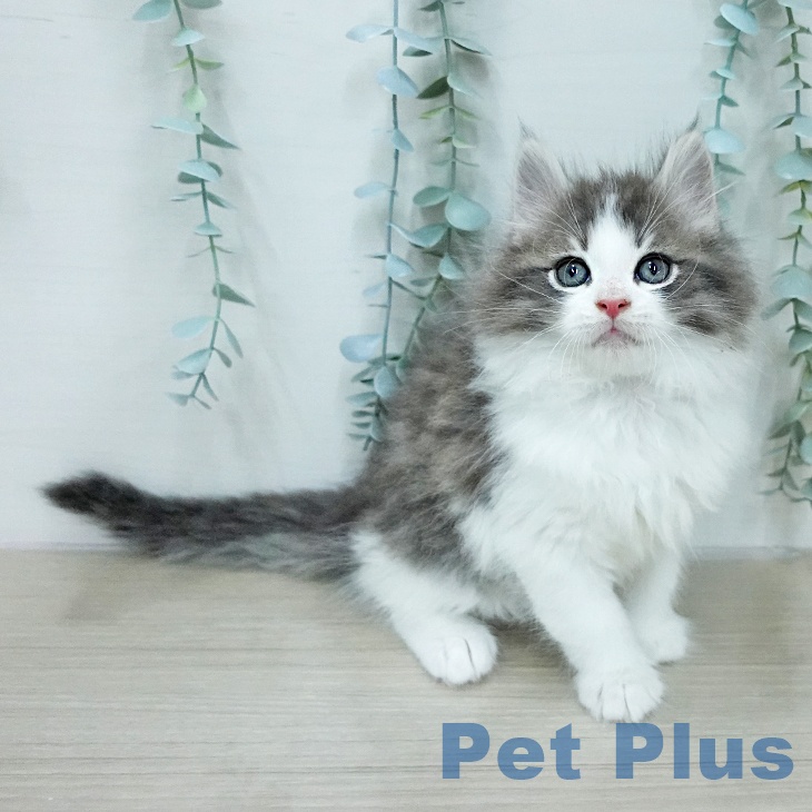 ノルウェージャンフォレストキャット