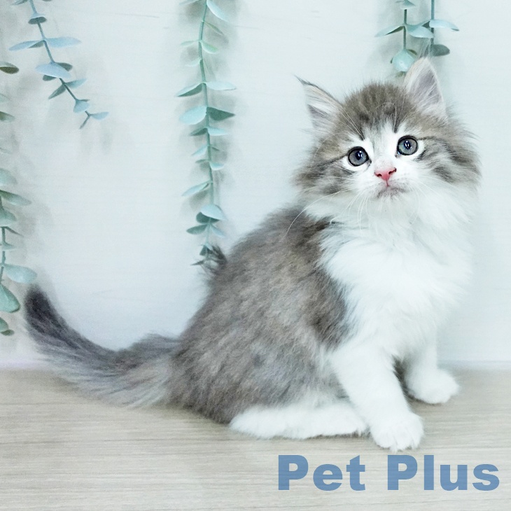 ノルウェージャンフォレストキャット