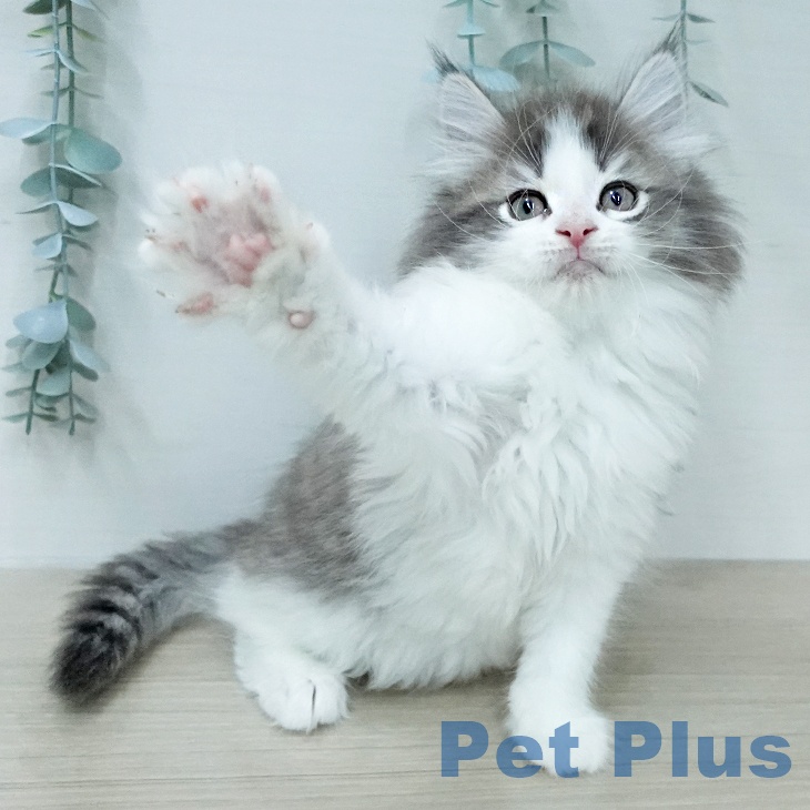 ノルウェージャンフォレストキャット