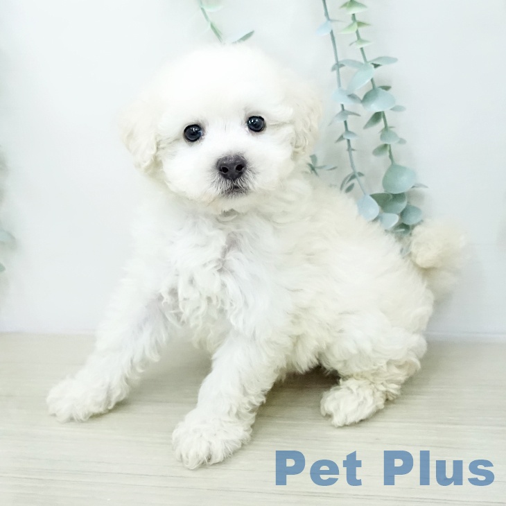 東京都のトイプードル(トイ) (ペットプラス 日の出店/2026年2月5日生まれ/男の子/クリーム)の子犬の1枚目の画像