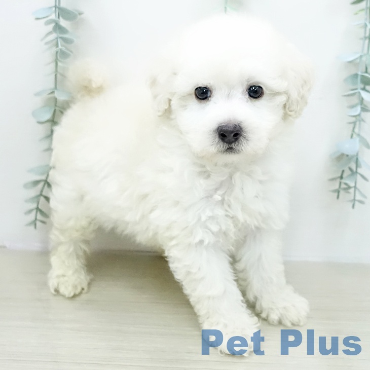 東京都のトイプードル(トイ) (ペットプラス 日の出店/2026年2月5日生まれ/男の子/クリーム)の子犬の2枚目の画像