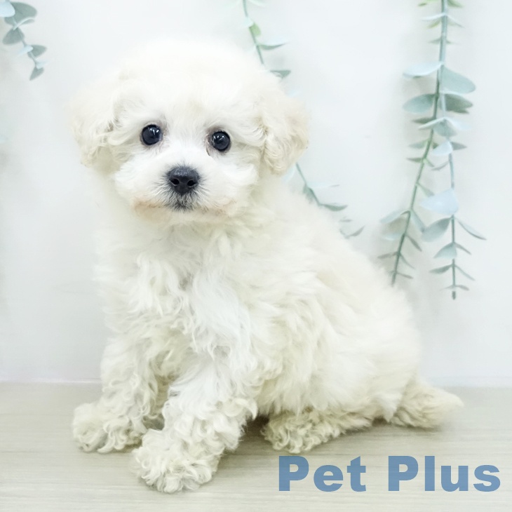 埼玉県のトイプードル(トイ) (ペットプラス ららぽーと富士見店/2026年2月5日生まれ/男の子/クリーム)の子犬の1枚目の画像