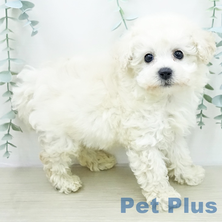 埼玉県のトイプードル(トイ) (ペットプラス ららぽーと富士見店/2026年2月5日生まれ/男の子/クリーム)の子犬の2枚目の画像