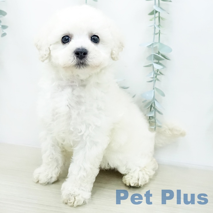 神奈川県のトイプードル(トイ) (ペットプラス テラスモール湘南店/2026年2月5日生まれ/女の子/クリーム)の子犬の1枚目の画像