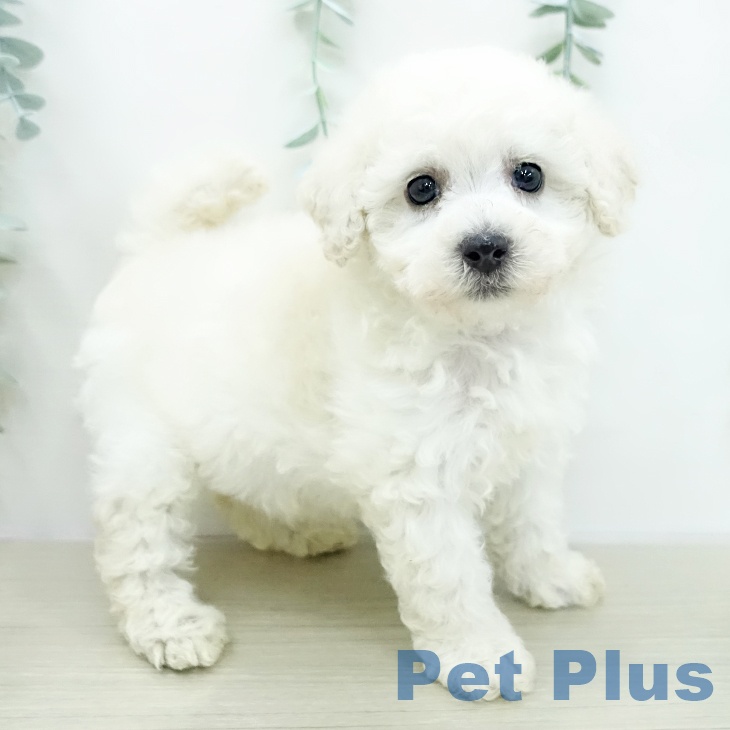 神奈川県のトイプードル(トイ) (ペットプラス テラスモール湘南店/2026年2月5日生まれ/女の子/クリーム)の子犬の2枚目の画像