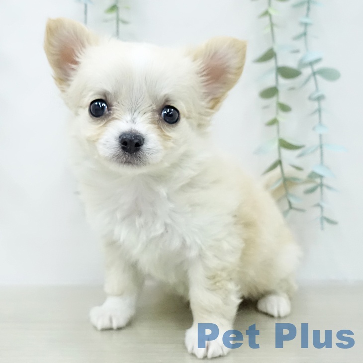 茨城県のチワワ(ロング) (ペットプラス つくば店/2026年1月27日生まれ/女の子/クリームホワイト)の子犬の1枚目の画像