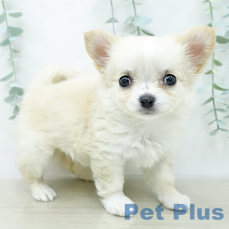 茨城県のチワワ(ロング) (ペットプラス つくば店/2026年1月27日生まれ/女の子/クリームホワイト)の子犬の2枚目の画像