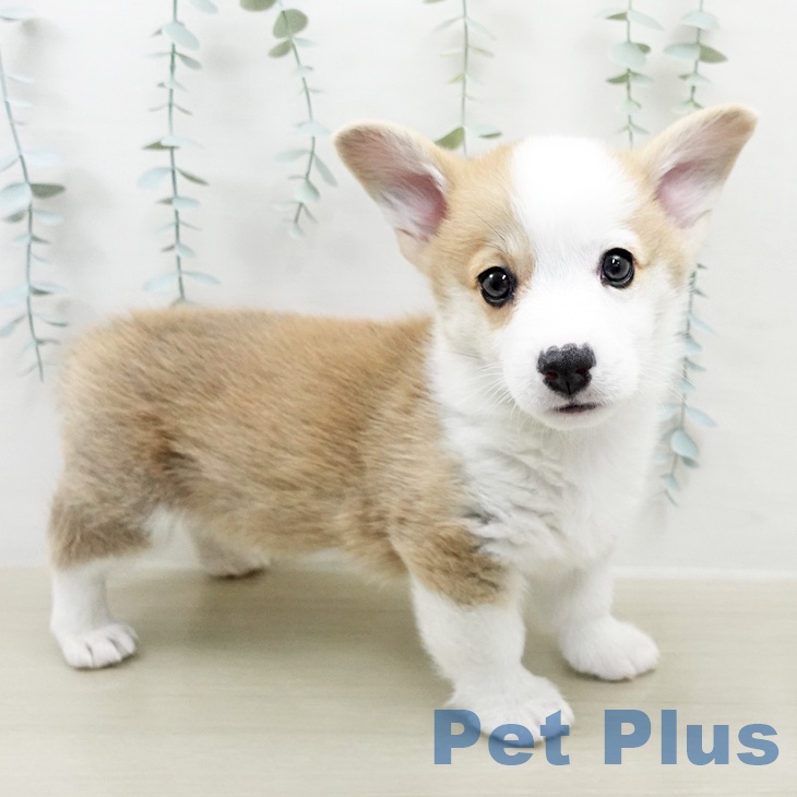 ウェルシュ・コーギー・ペンブロークの写真2