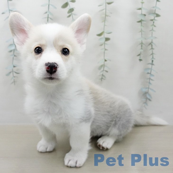 ウェルシュ・コーギー・ペンブロークの写真1