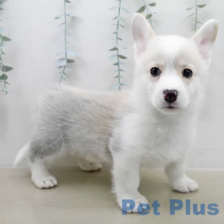 ウェルシュ・コーギー・ペンブロークの写真2