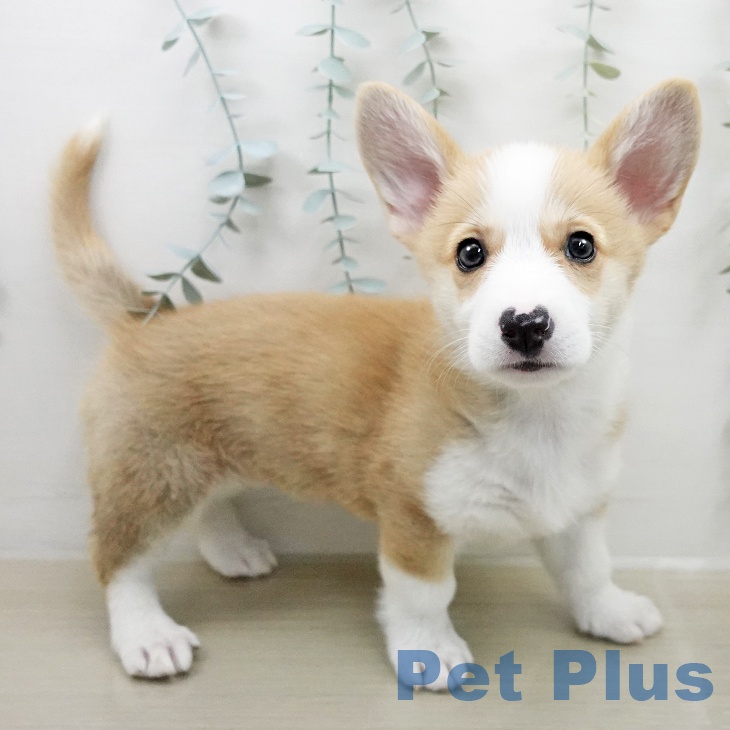 ウェルシュ・コーギー・ペンブローク