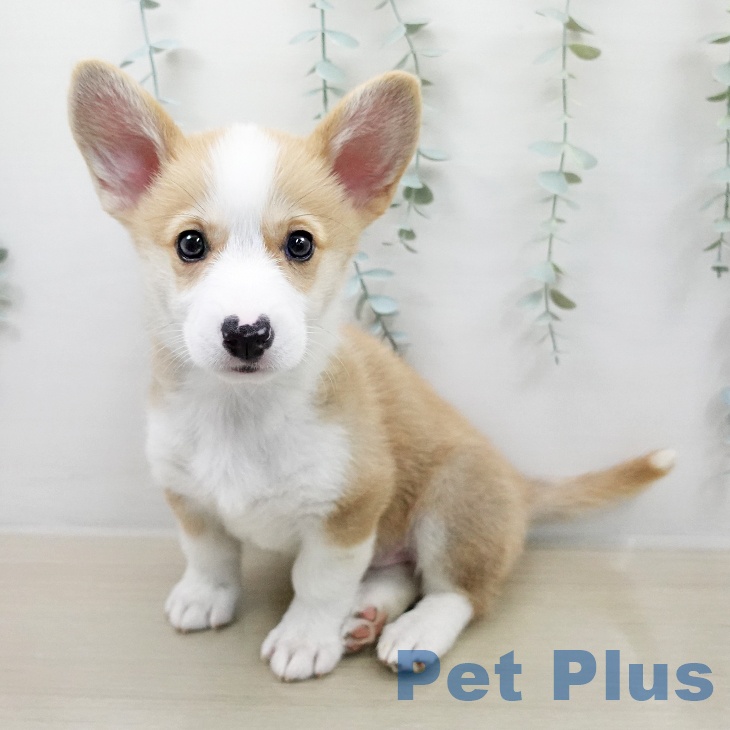 ウェルシュ・コーギー・ペンブローク