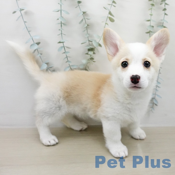 ウェルシュ・コーギー・ペンブローク