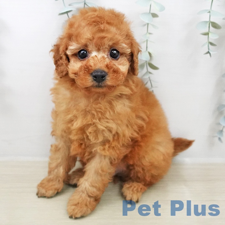 トイ・プードルの写真2