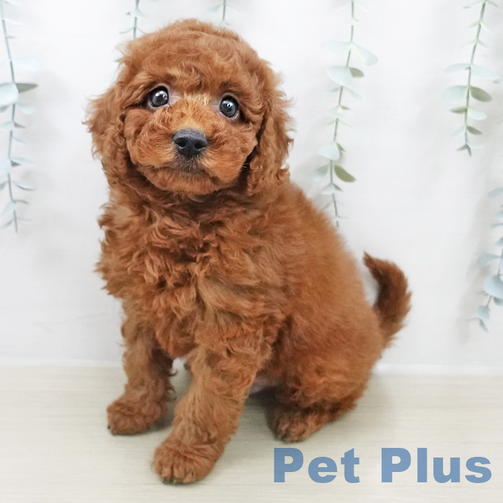 トイ・プードル