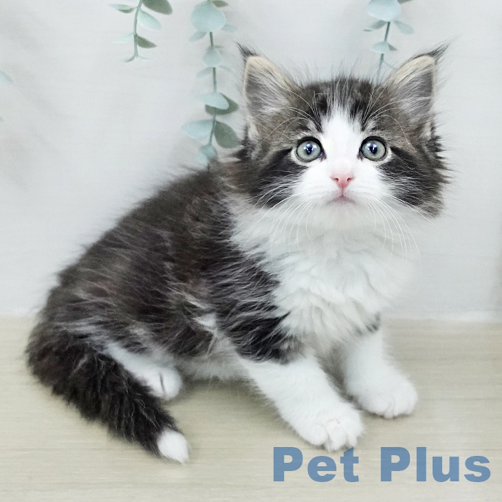 ノルウェージャンフォレストキャットの写真2