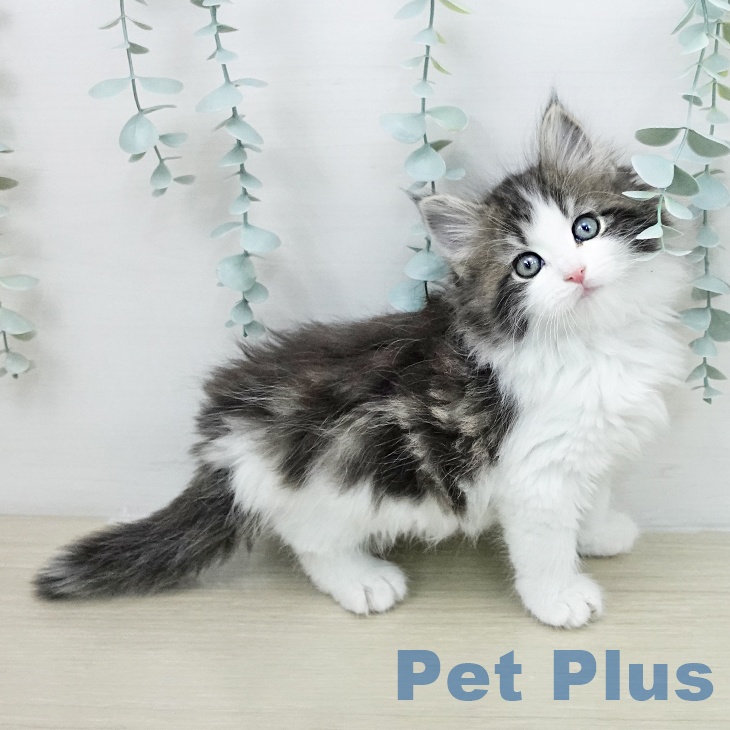 ノルウェージャンフォレストキャットの写真2