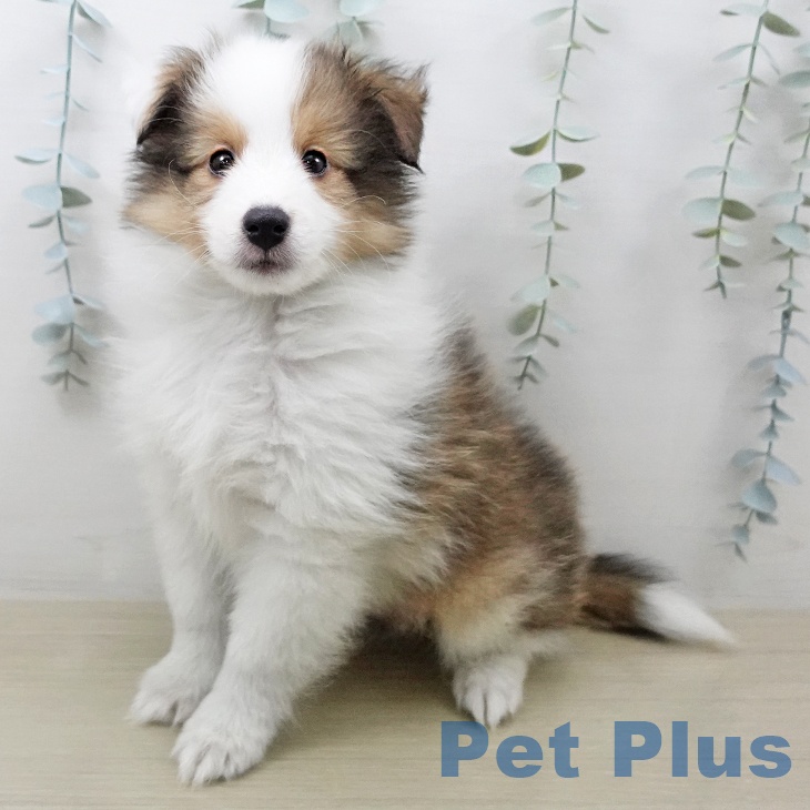埼玉県のシェットランドシープドッグ (ペットプラス 浦和美園店/2026年2月6日生まれ/男の子/セーブルホワイト)の子犬