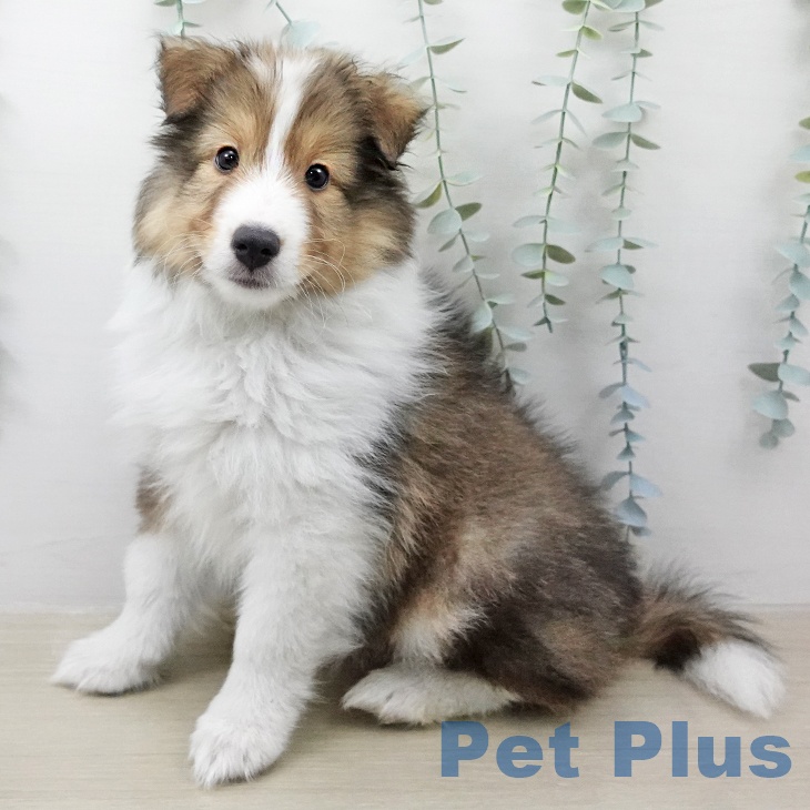 シェットランド・シープドッグ