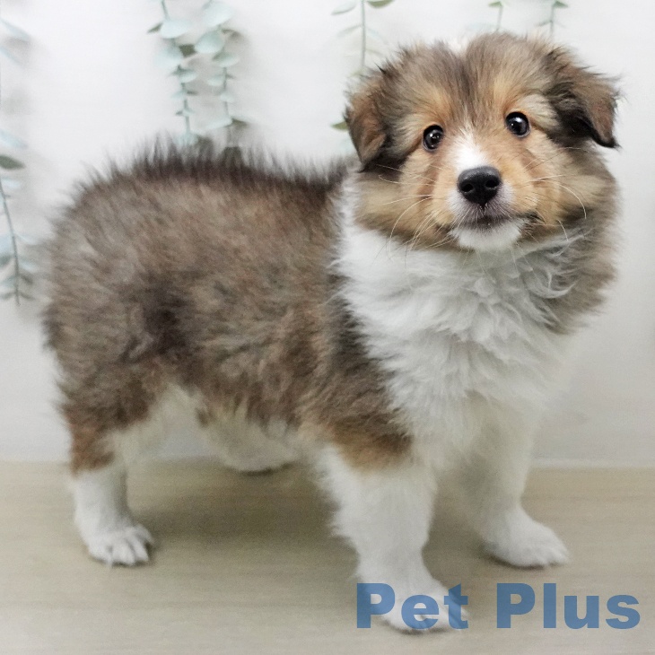 シェットランド・シープドッグ