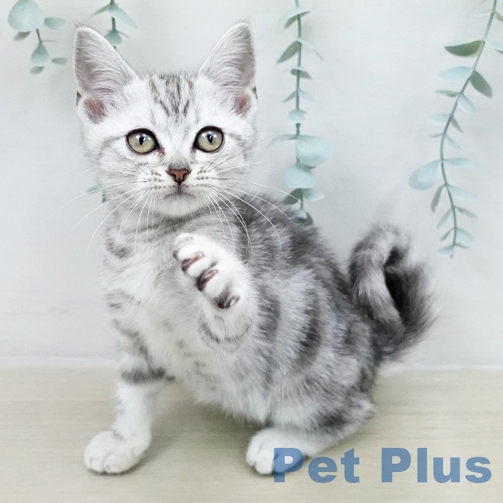 アメリカンショートヘア